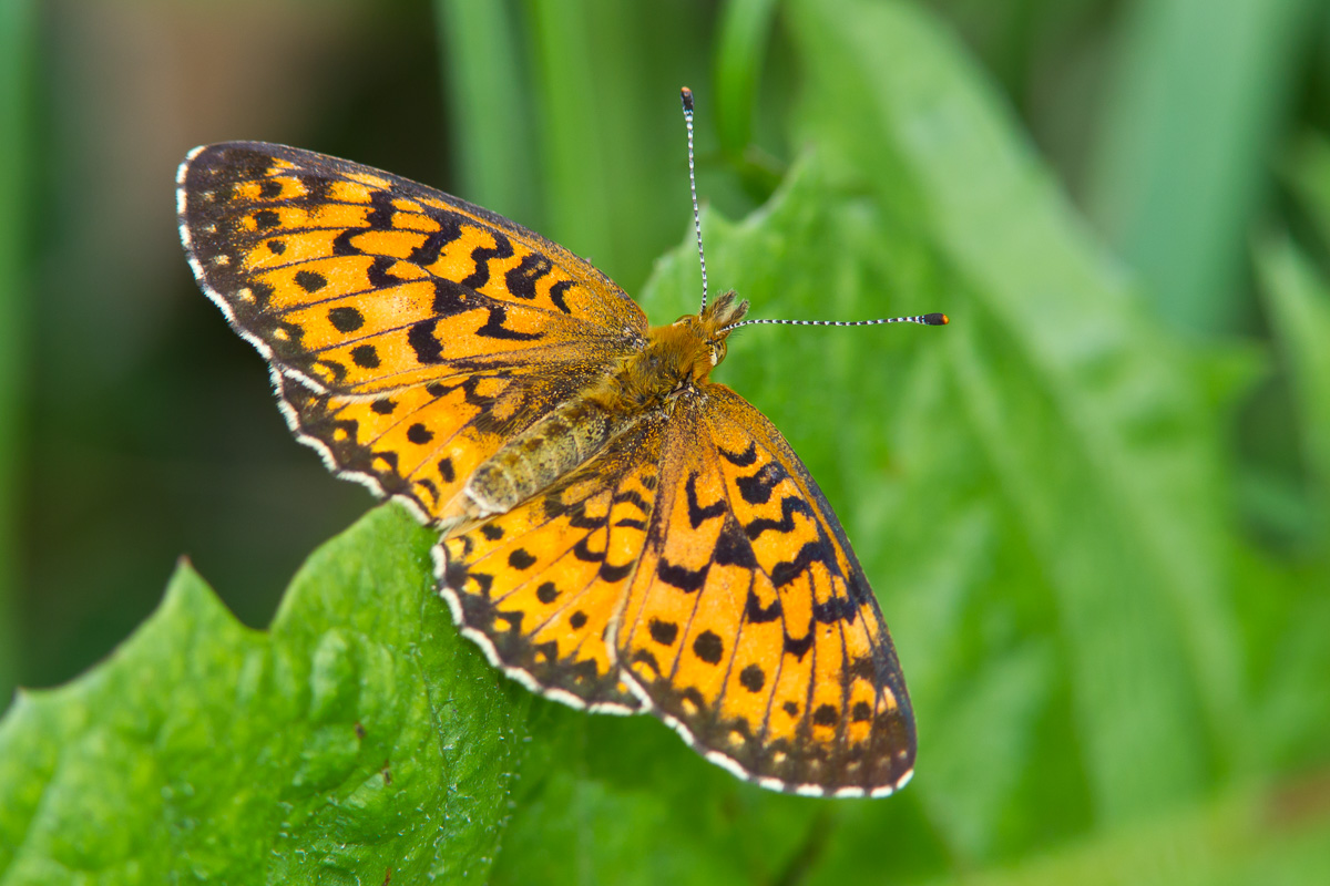 Silverbordered Fritillary (Boloria selene)